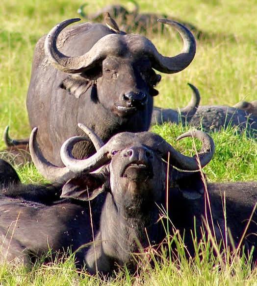 Buffalo