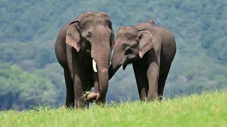Elephant