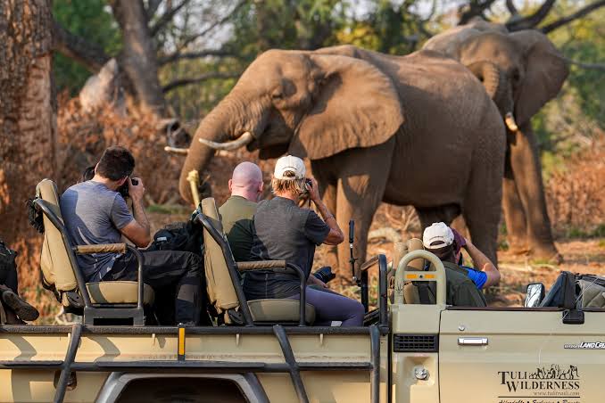 Safari