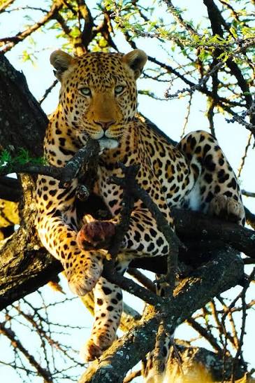 Leopard