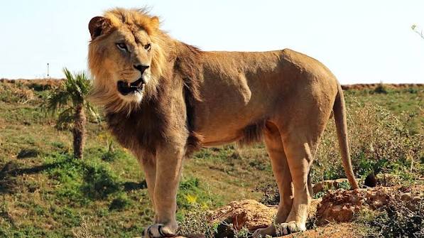 Lion