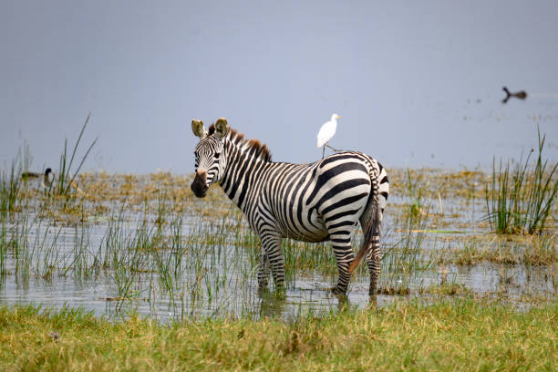Ngorongoro Wildlife