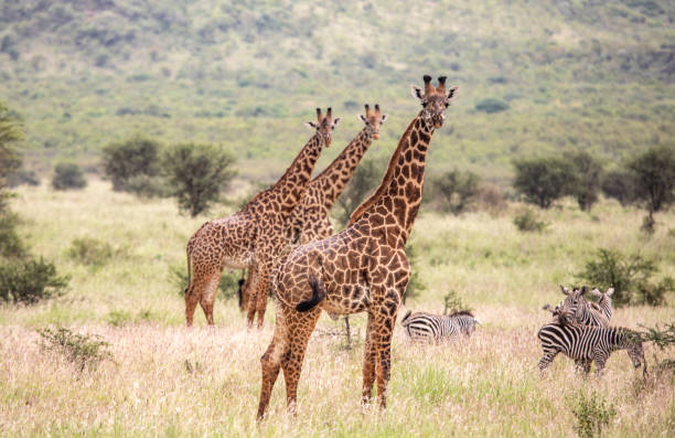 Ngorongoro Crater View