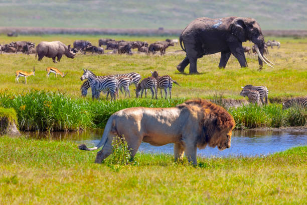 Luxury Safari