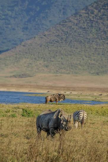 African Wildlife