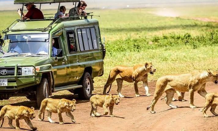 Safari Experience