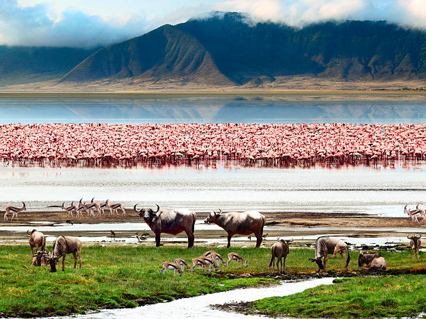 Ngorongoro Crater Luxury Safari