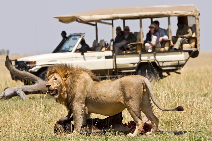 Luxury Safari
