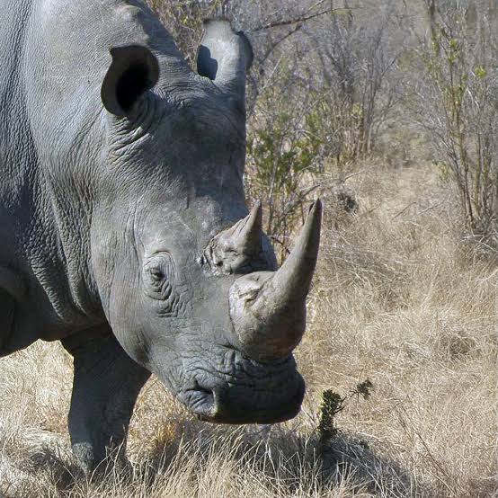 Rhino