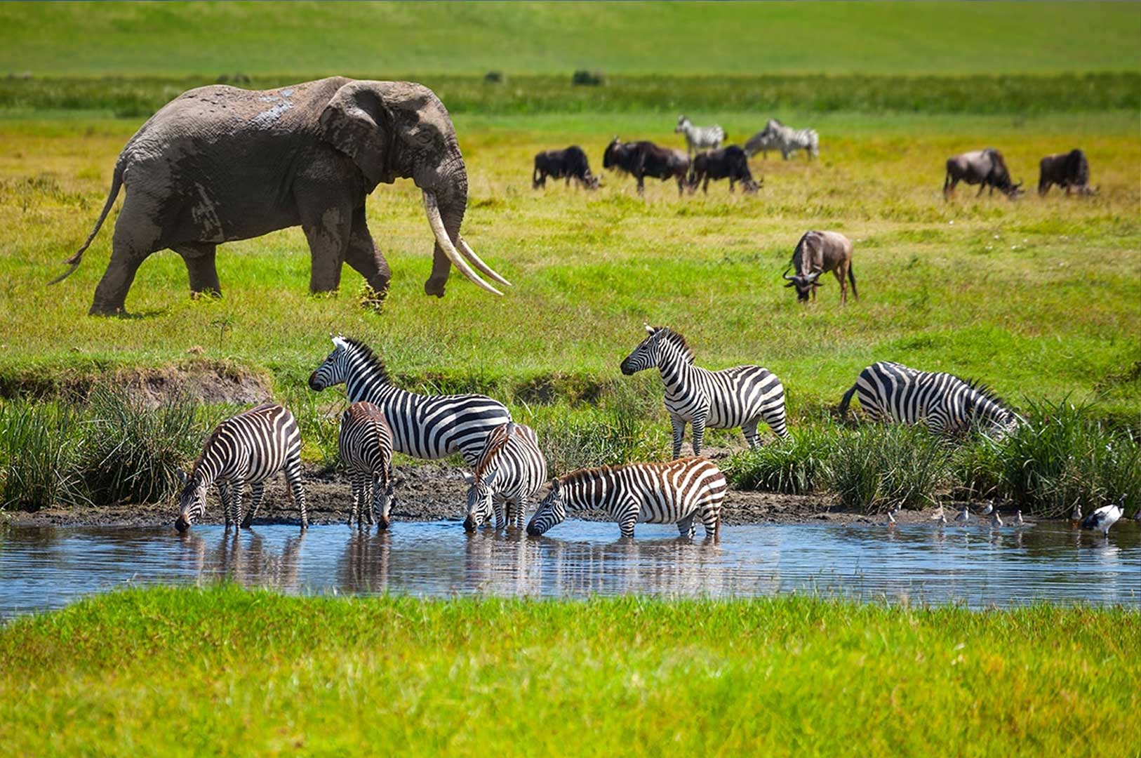 Safari