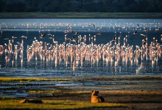 Manyara
