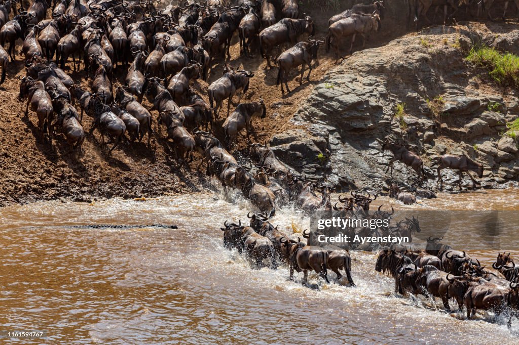 Migration